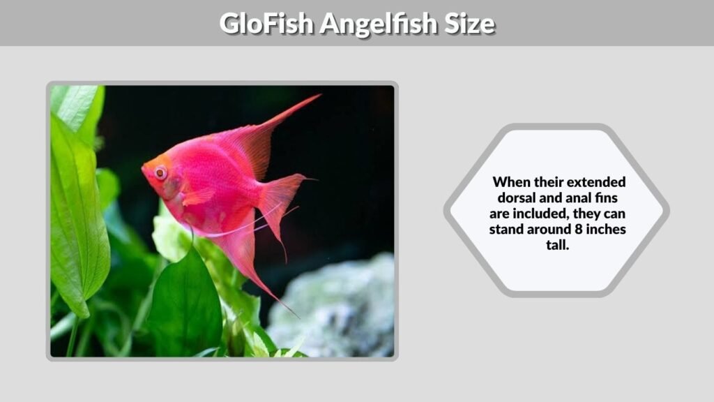 GloFish Angelfish Size