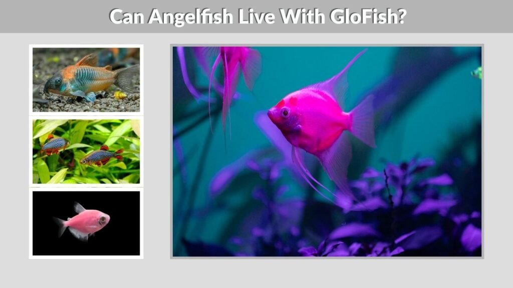 Can Angelfish Live With GloFish?