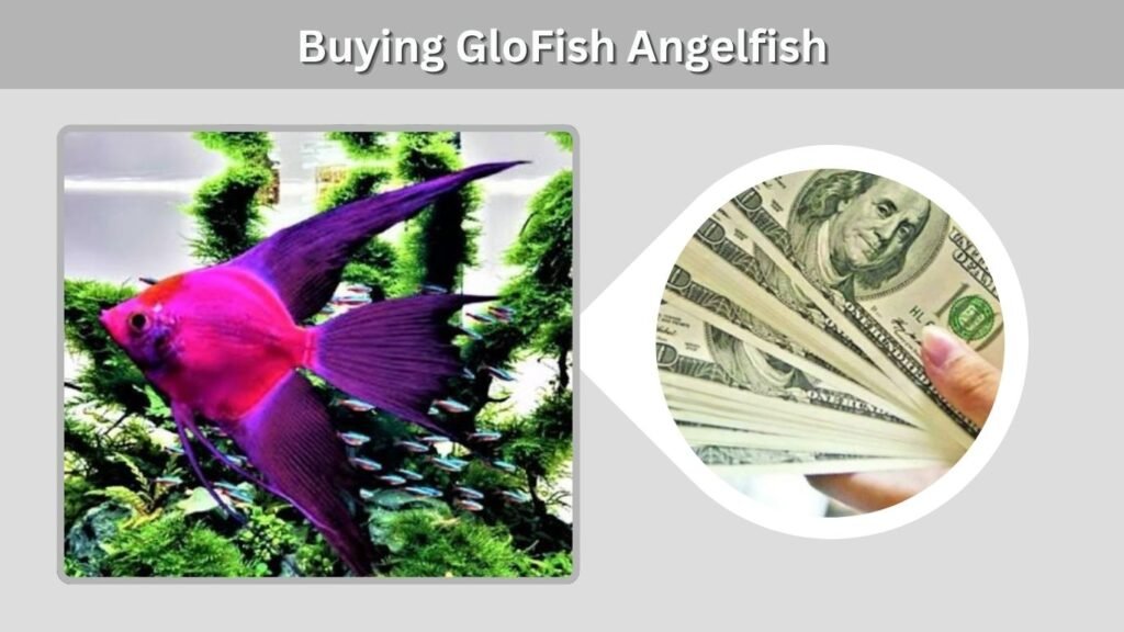 Buying GloFish Angelfish
