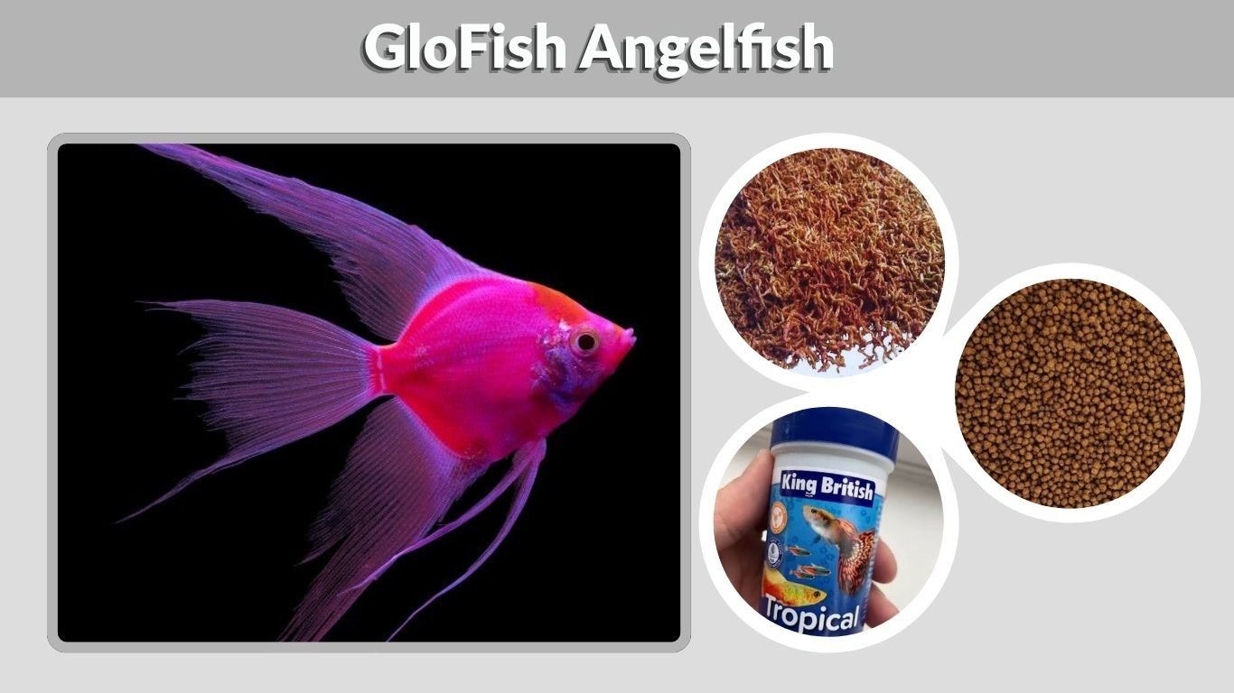 GloFish Angelfish: Colors, Care, Size, and Tank Mates