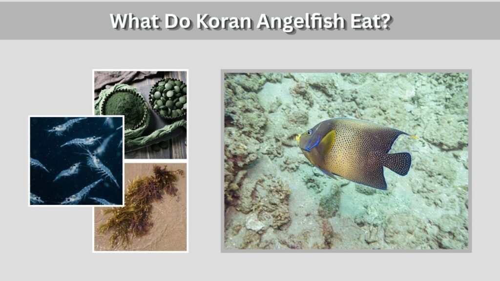 What Do Koran Angelfish Eat?