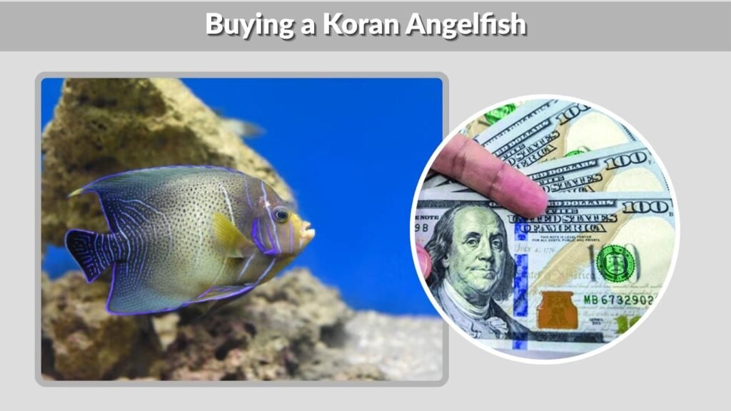 Buying a Koran Angelfish