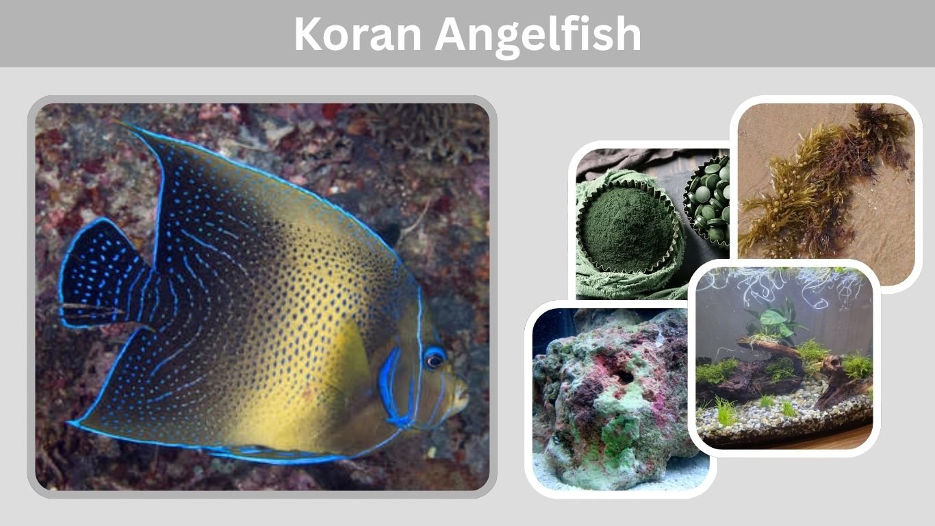Koran Angelfish: Size, Care, Diet, and Tank Guide