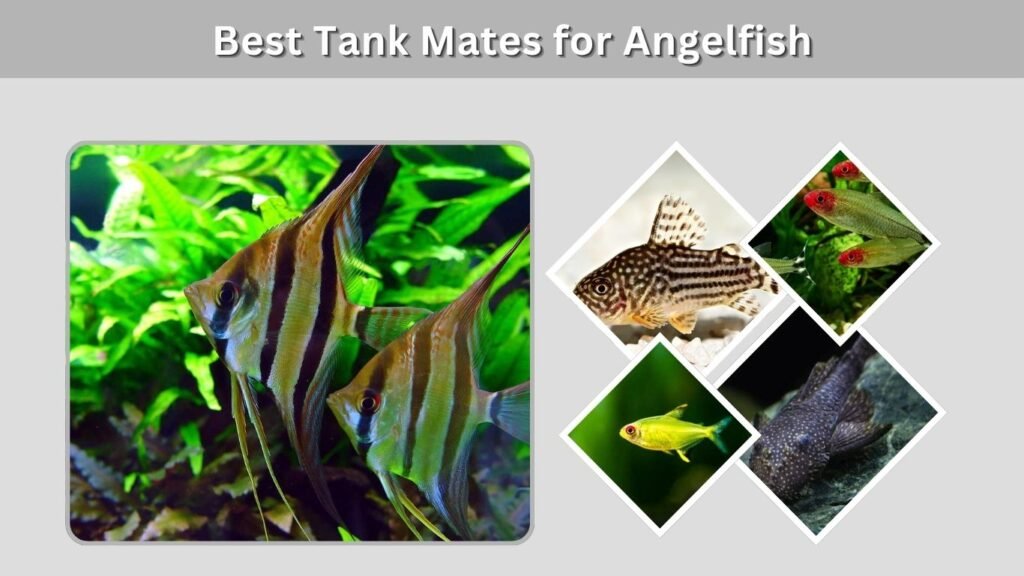  Best Tank Mates for Angelfish