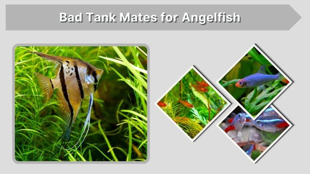 Bad Tank Mates for Angelfish