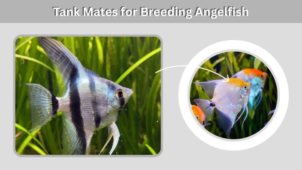 Tank Mates for Breeding Angelfish