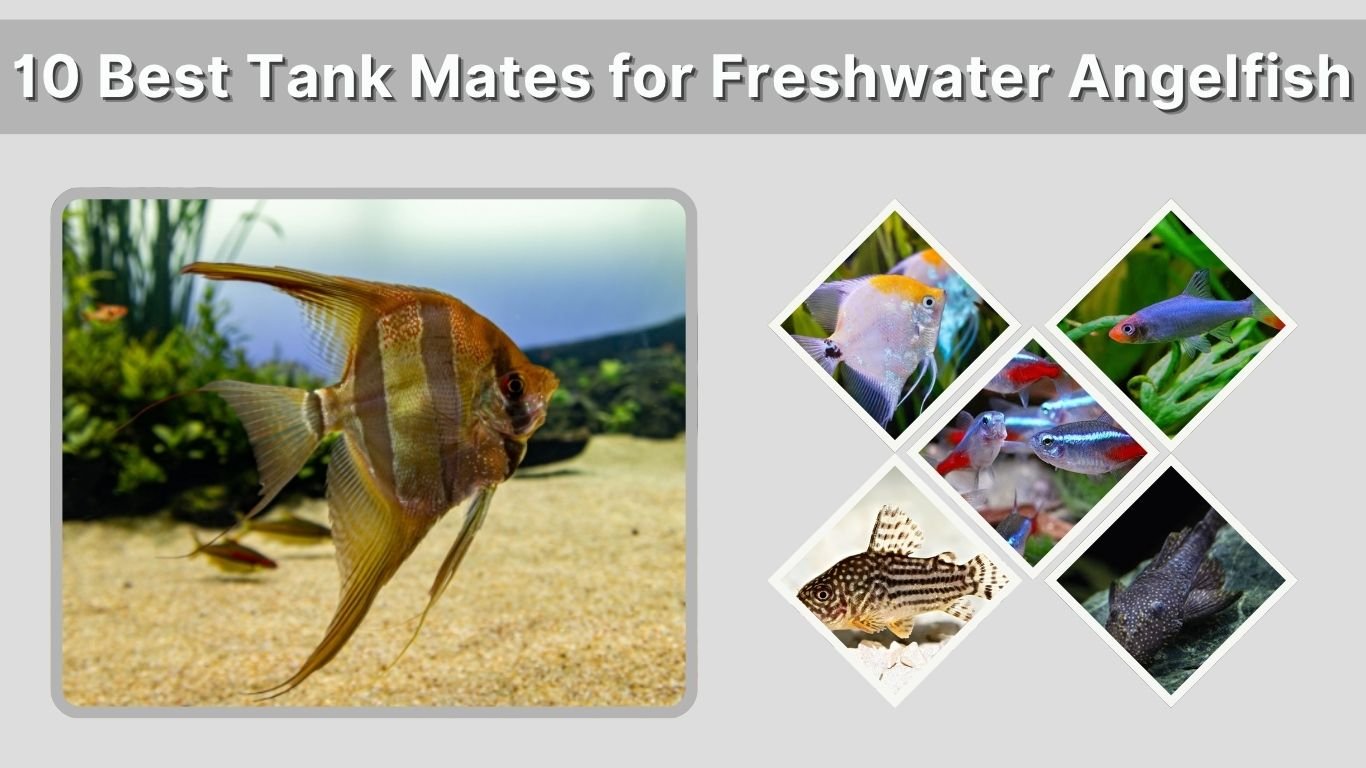 10 Best Tank Mates for Freshwater Angelfish