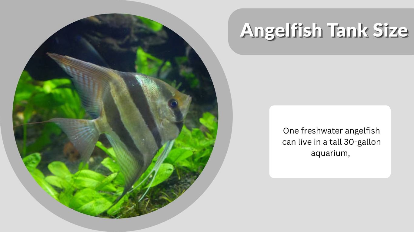 Angelfish Tank Size: Minimum Gallons for Every Species