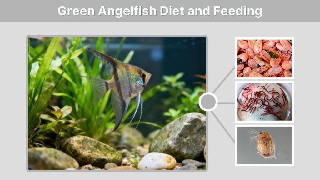 Green Angelfish Diet and Feeding