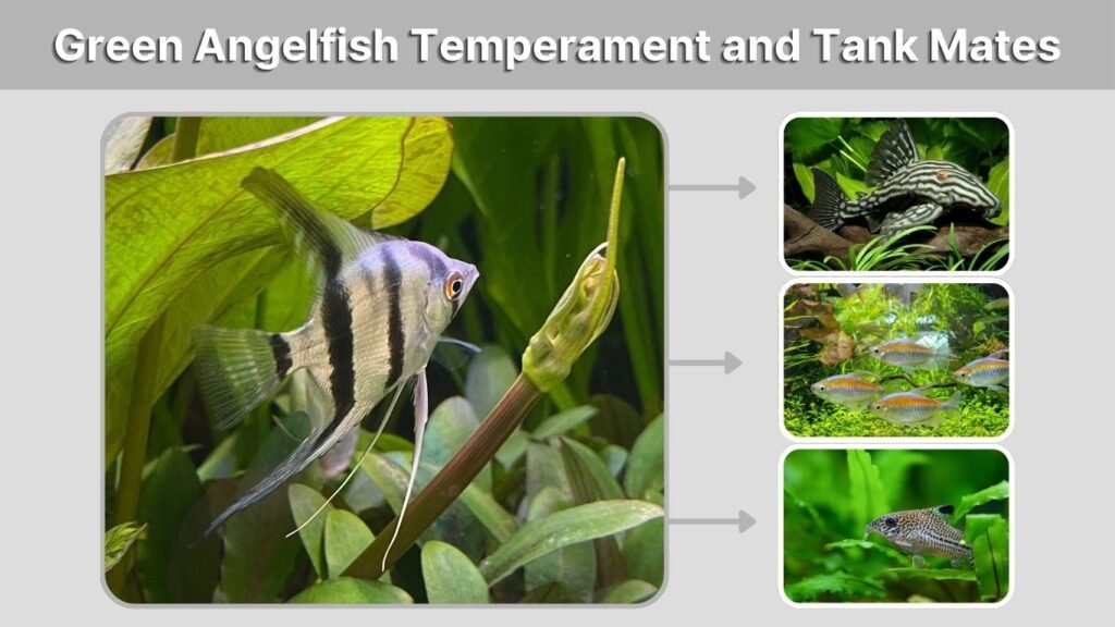 Green Angelfish Temperament and Tank Mates