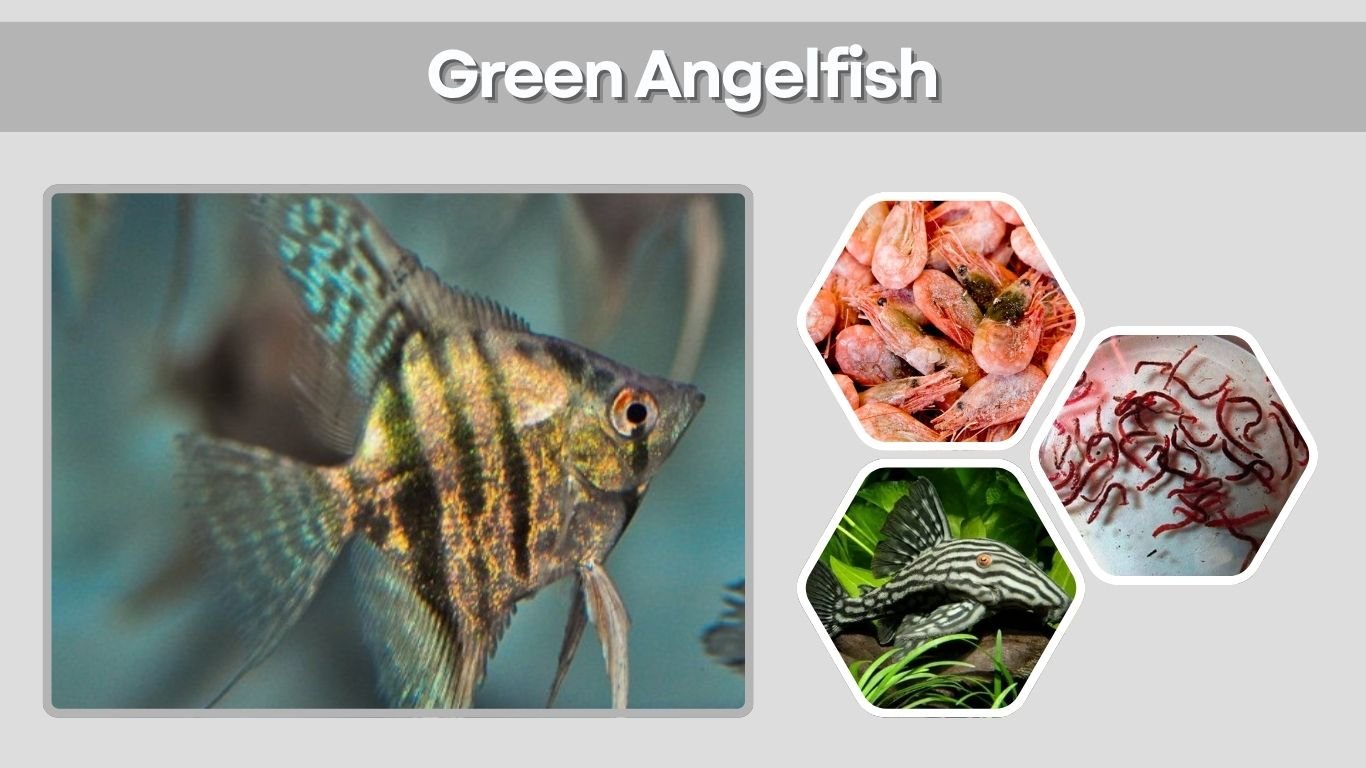 Green Angelfish: Types, Identification, Care and Tank Setup