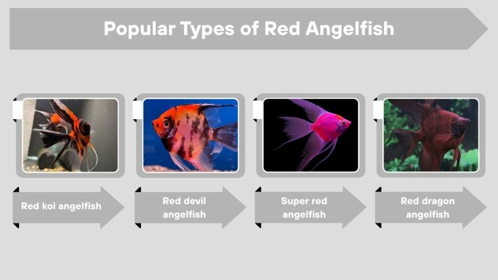 Popular Types of Red Angelfish