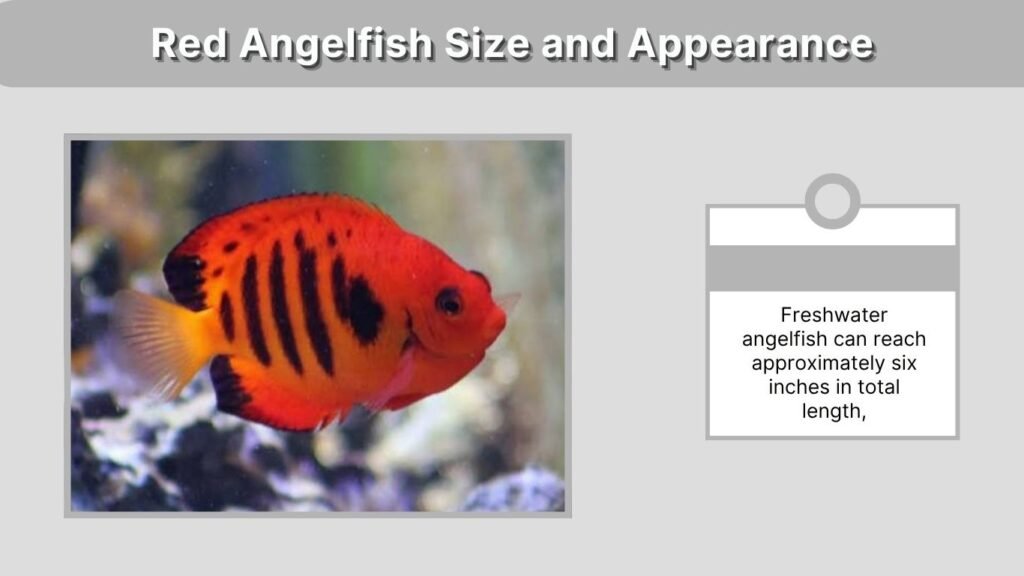 Red Angelfish Size and Appearance