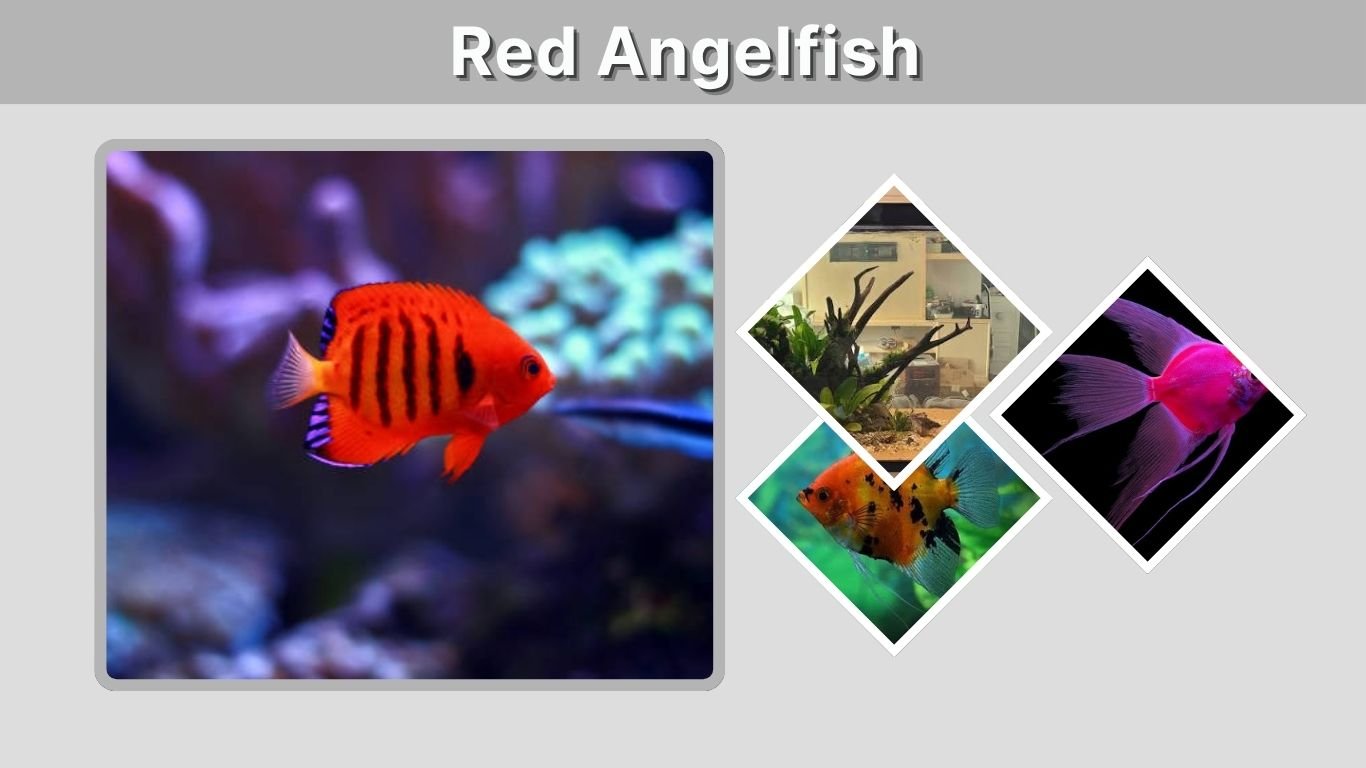 Red Angelfish: Types, Colors, Care, and Health Guide