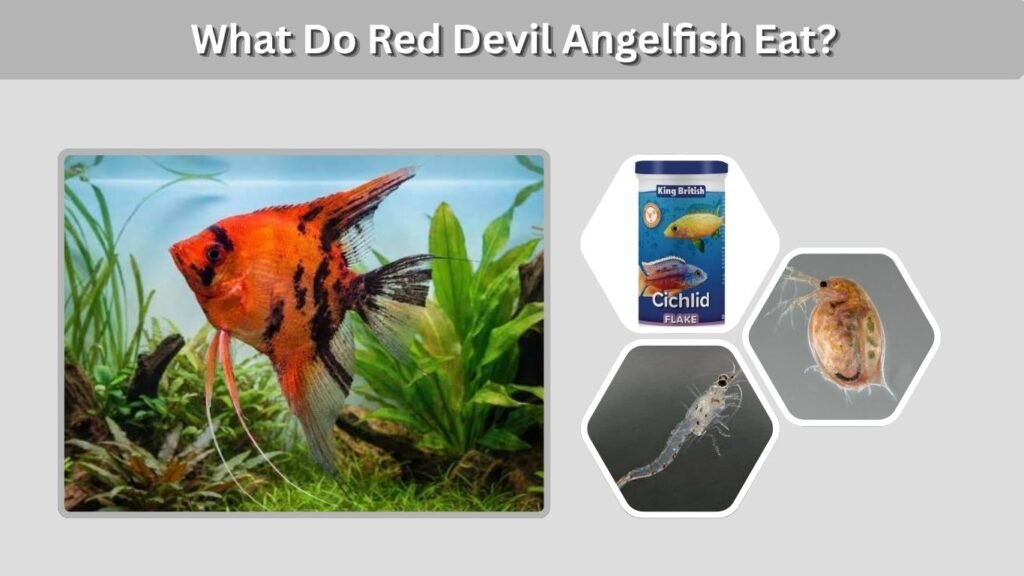 What Do Red Devil Angelfish Eat?