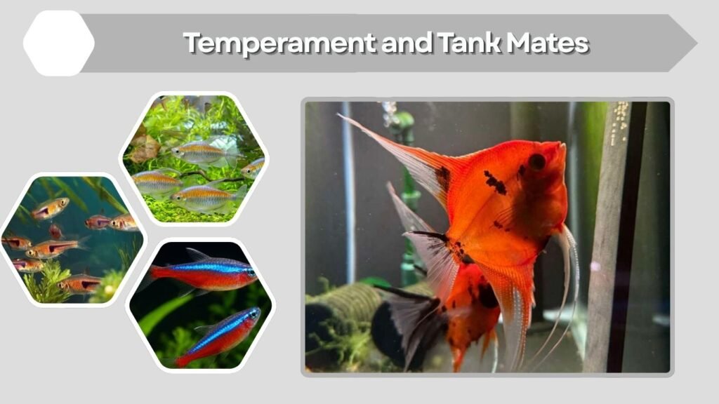 Temperament and Tank Mates