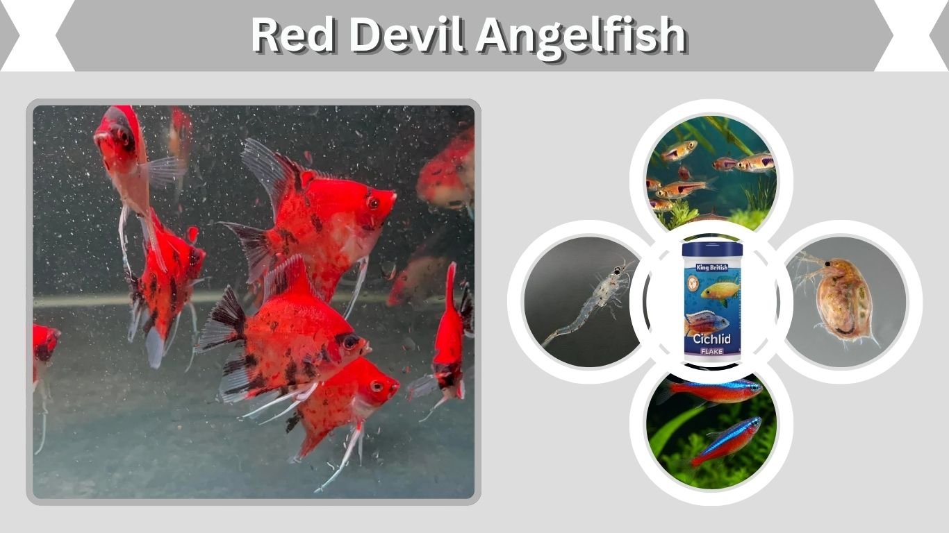 Red Devil Angelfish: Size, Care, Colors, and Facts