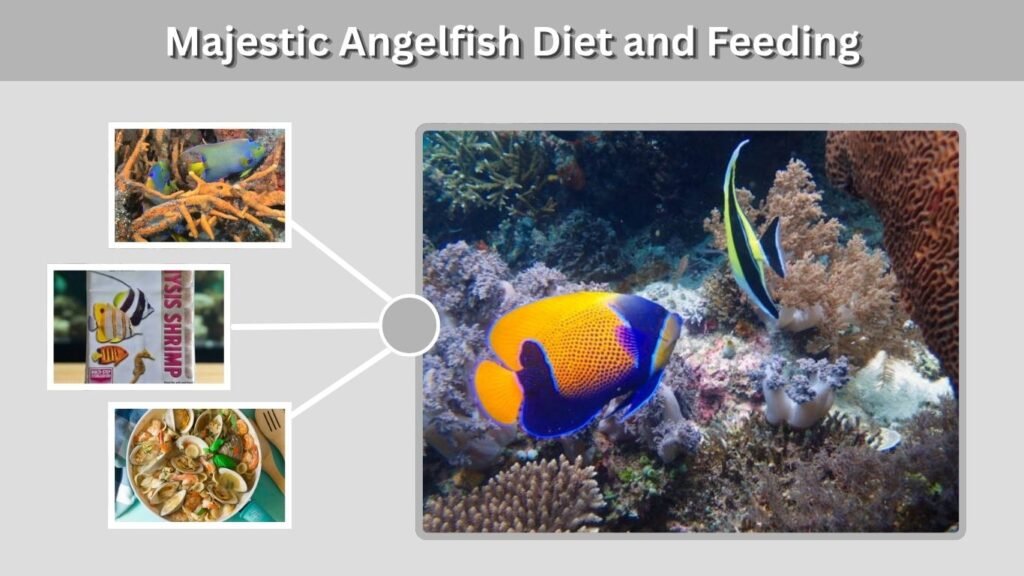 Majestic Angelfish Diet and Feeding