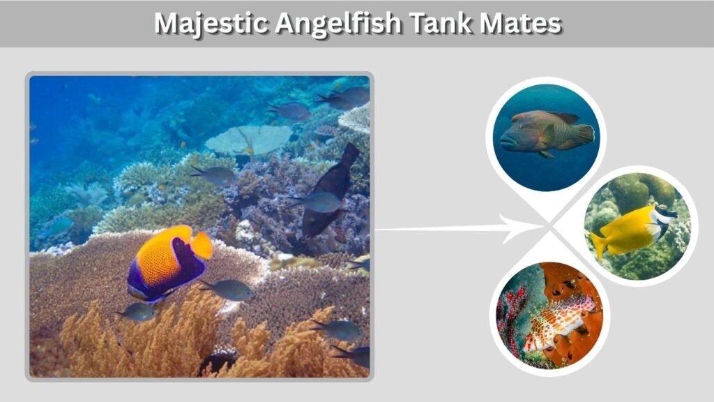 Majestic Angelfish Tank Mates
