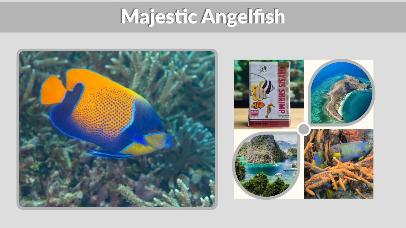 Majestic Angelfish: Care, Size, Diet and Tank Guide