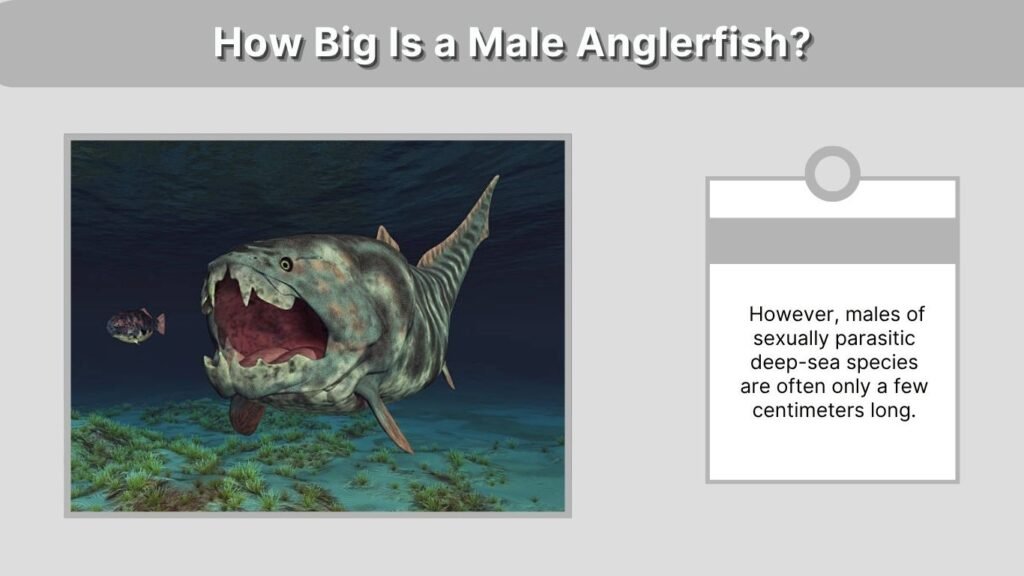 How Big Is a Male Anglerfish?