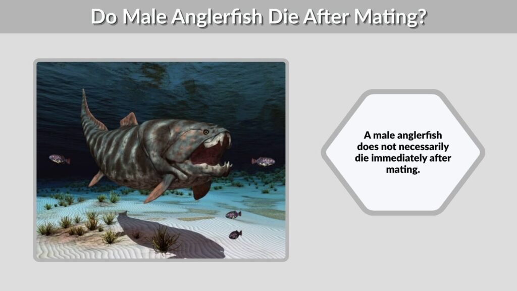 Do Male Anglerfish Die After Mating?