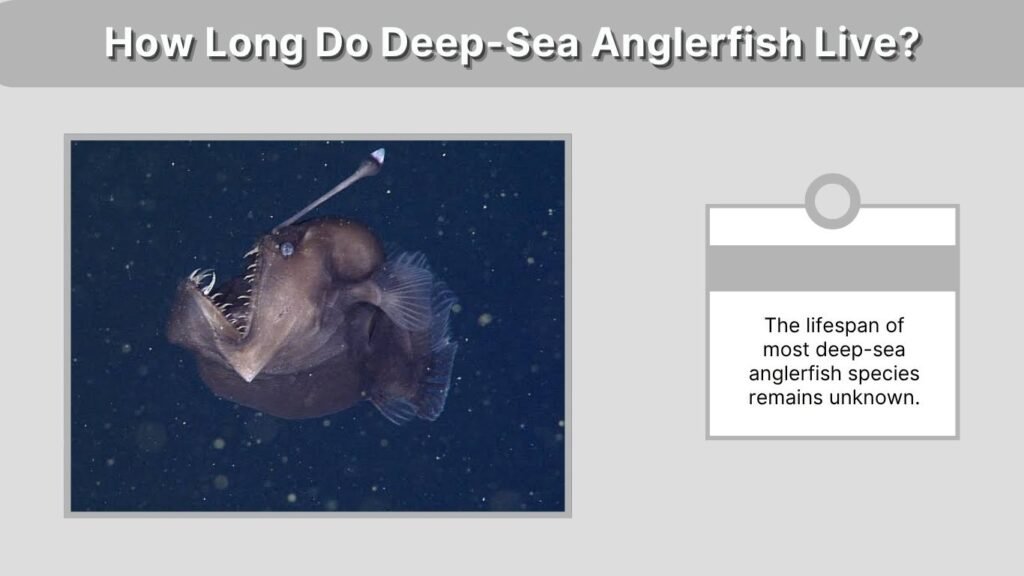 How Long Do Deep-Sea Anglerfish Live?