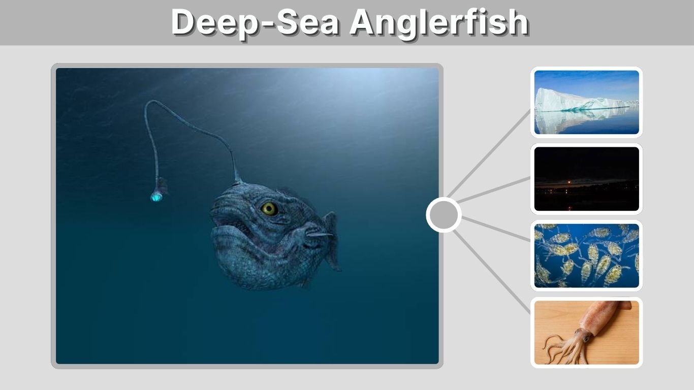 Deep-Sea Anglerfish: Size, Habitat, Mating, and Facts