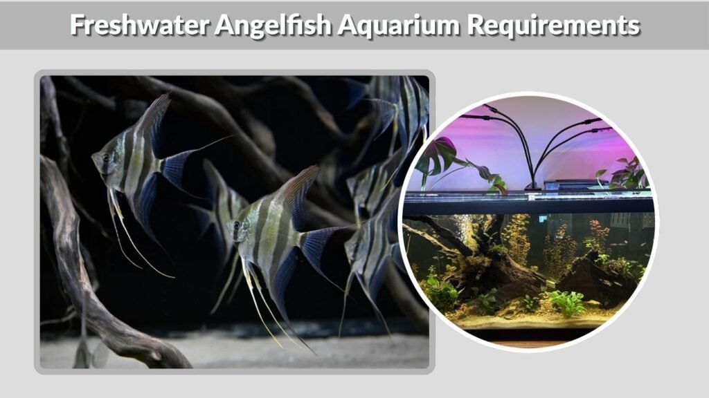 Freshwater Angelfish Aquarium Requirements