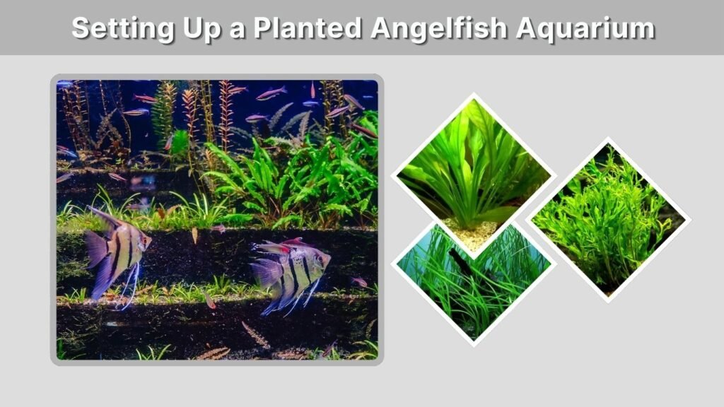 Setting Up a Planted Angelfish Aquarium