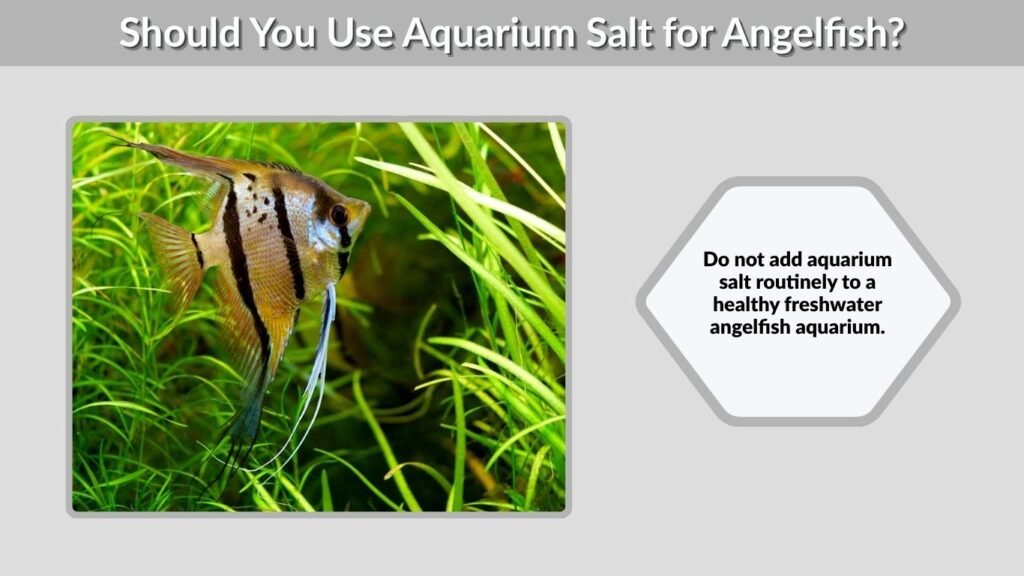 Should You Use Aquarium Salt for Angelfish?