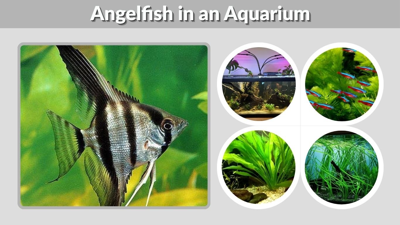 Angelfish in an Aquarium: Complete Freshwater Care Guide