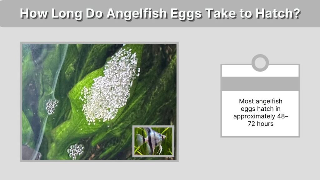 How Long Do Angelfish Eggs Take to Hatch?