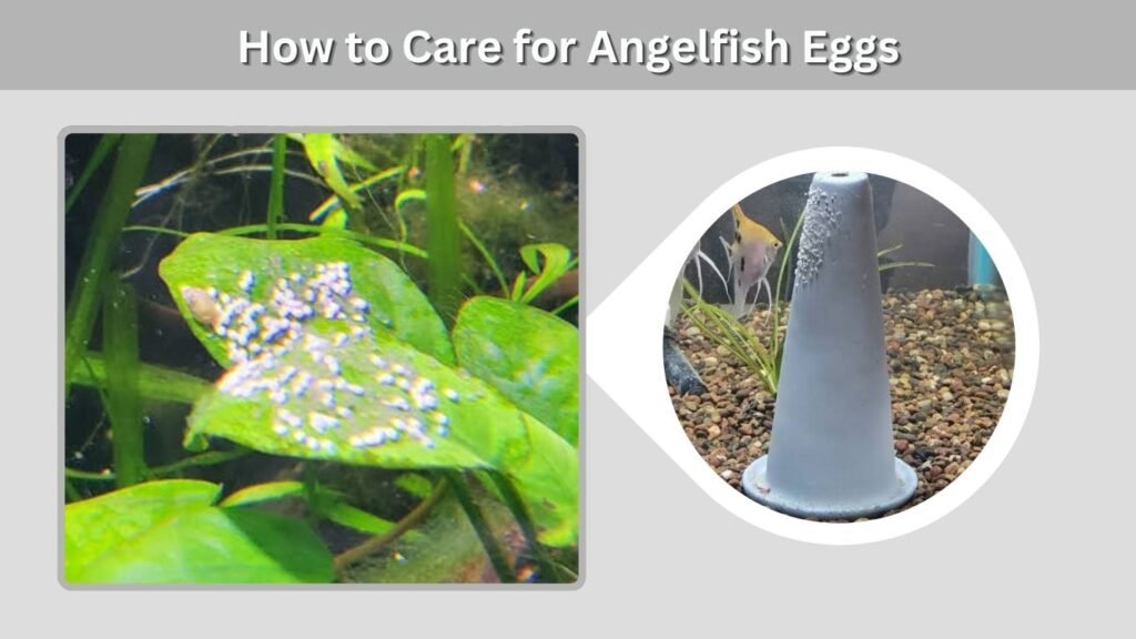 How to Care for Angelfish Eggs