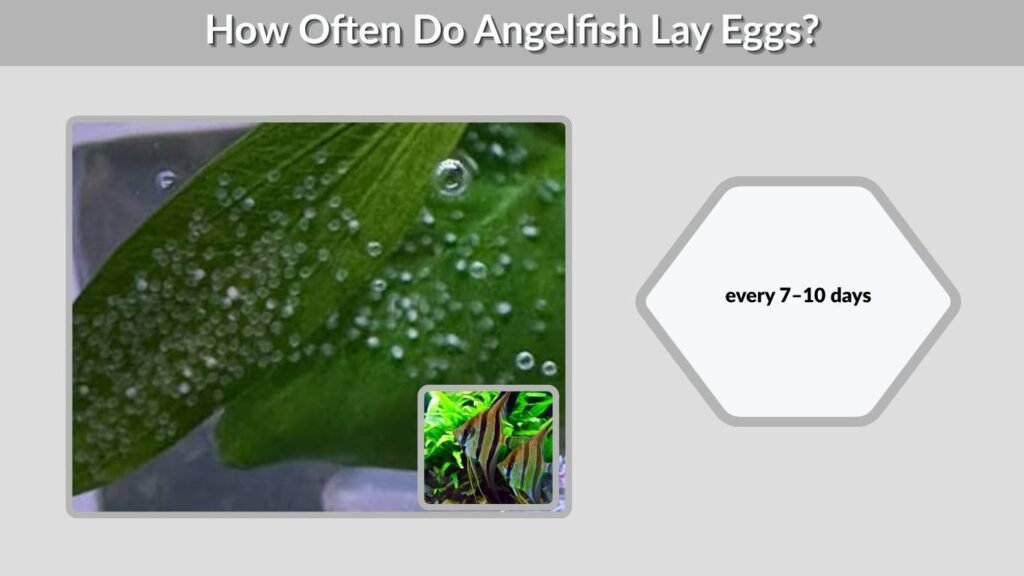 How Often Do Angelfish Lay Eggs?
