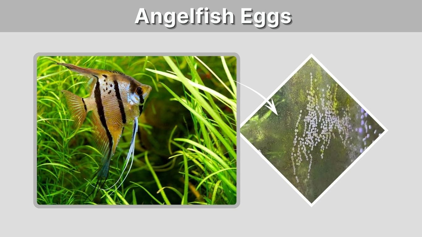 Angelfish Eggs: Hatching Time, Stages & Care Guide