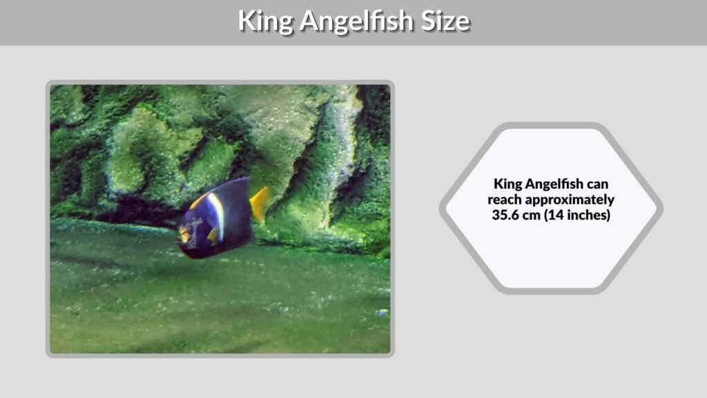 King Angelfish Size