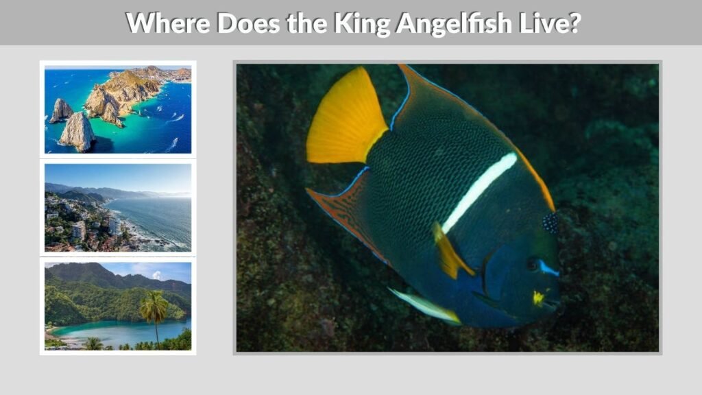 Where Does the King Angelfish Live?