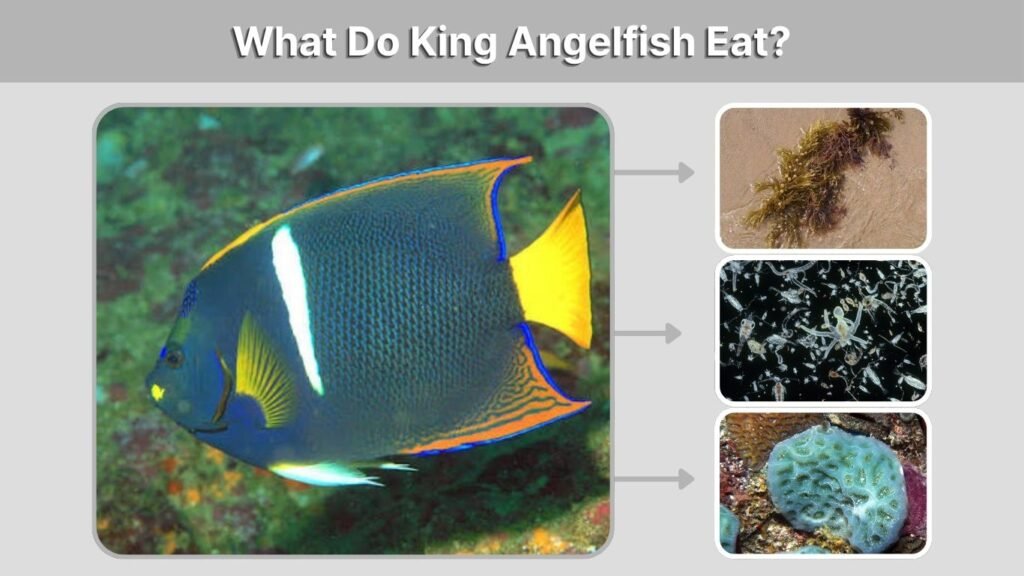 What Do King Angelfish Eat?