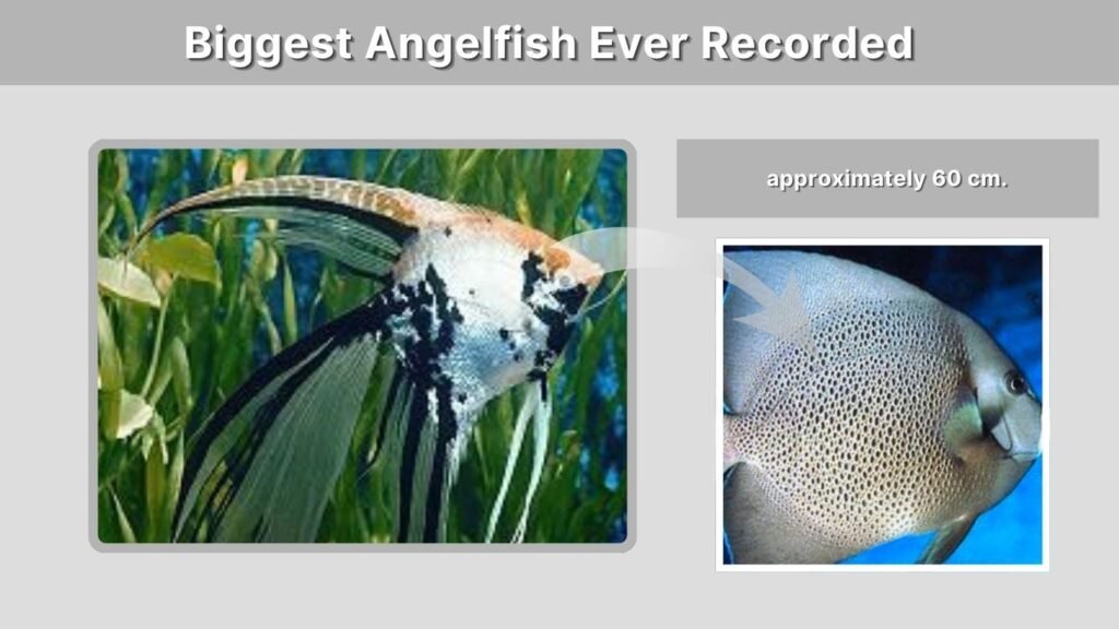 Biggest Angelfish Ever Recorded