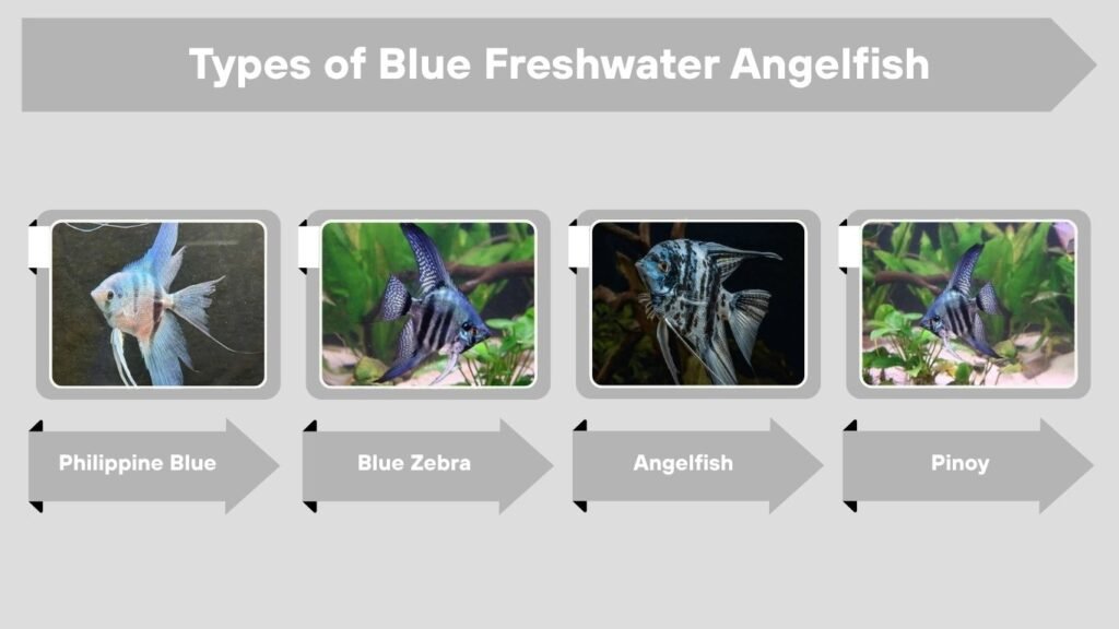 Types of Blue Freshwater Angelfish