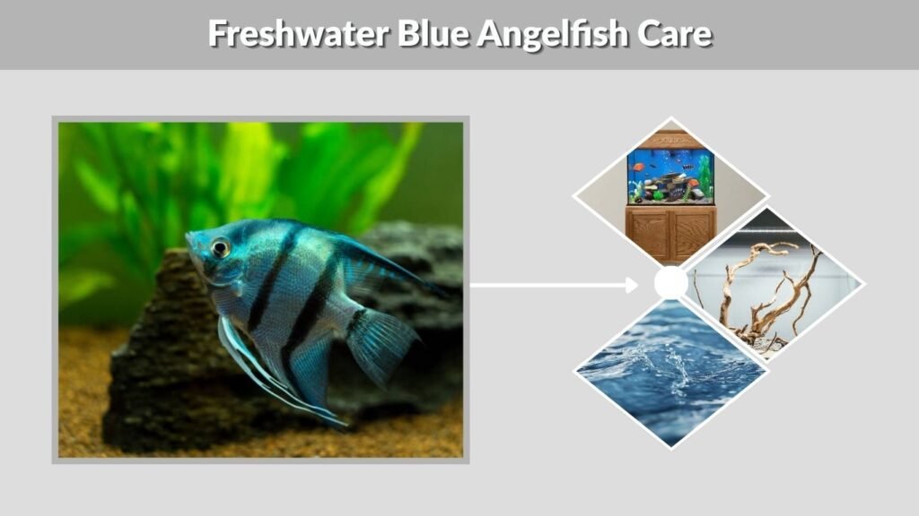 Freshwater Blue Angelfish Care