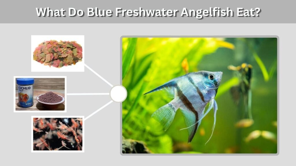 What Do Blue Freshwater Angelfish Eat?