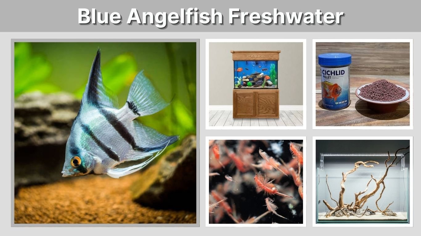Blue Angelfish Freshwater: Types, Size, Care & Colors