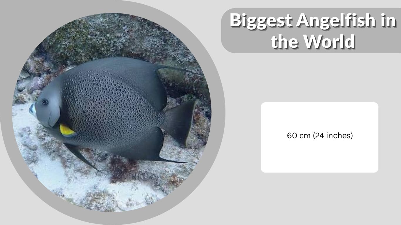 Biggest Angelfish in the World: Freshwater & Saltwater Giants