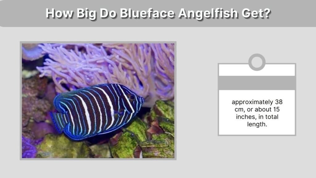 How Big Do Blueface Angelfish Get?
