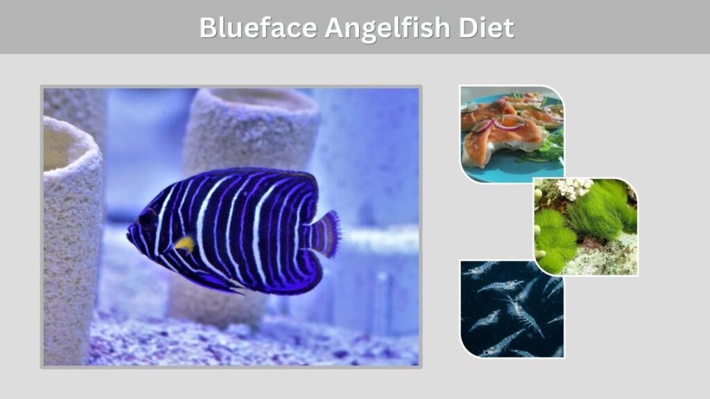Blueface Angelfish Diet