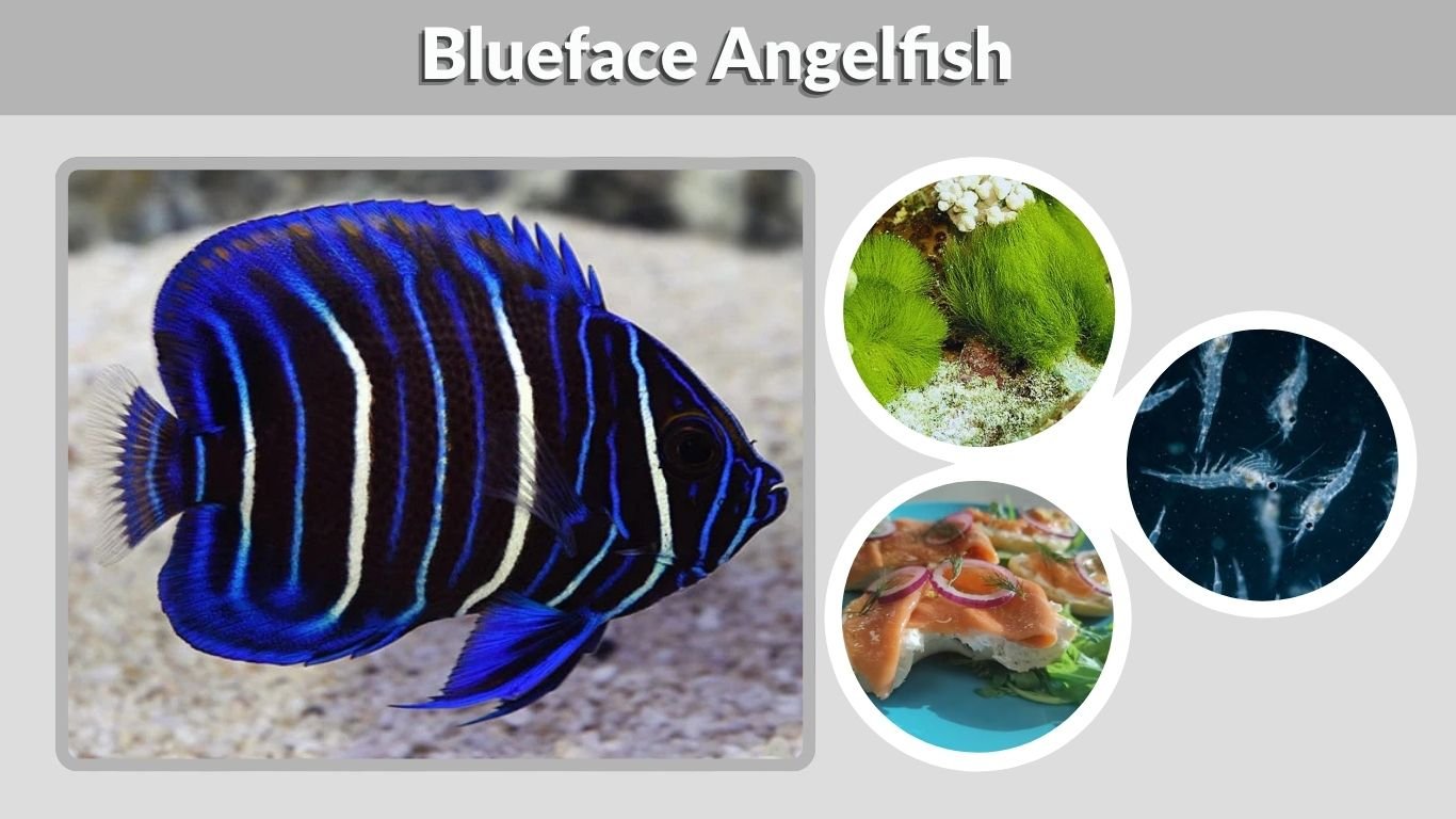 Blueface Angelfish: Care, Size, Diet & Reef Safety