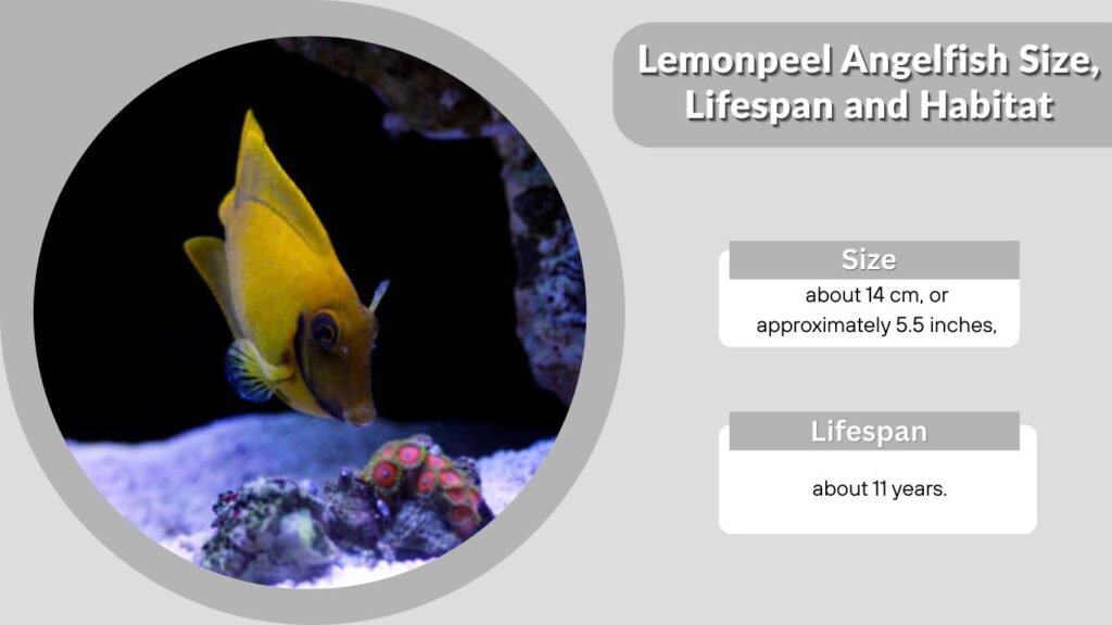 Lemonpeel Angelfish Size, Lifespan and Habitat
