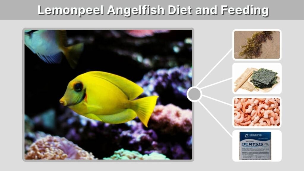 Lemonpeel Angelfish Diet and Feeding